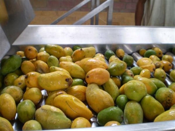 Mango Pulp Processing Line