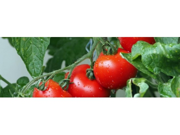 Tomato Transpanter