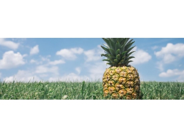 Pineapple Transpanter