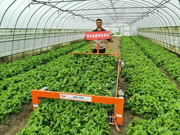 4UM-120A Vegetable Harvester
