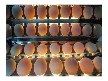 101B Egg Grader (4,000 EGGS/HOUR)