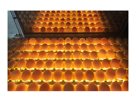 202A Egg Washer (10,000 EGGS/HOUR)