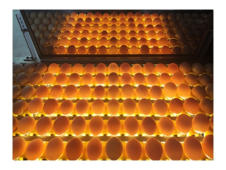 501B Egg Breaking and Separating Machine (8,000 EGGS/HOUR)