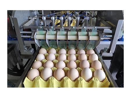 710C Egg Farm Packer (10,000 EGGS/HOUR)