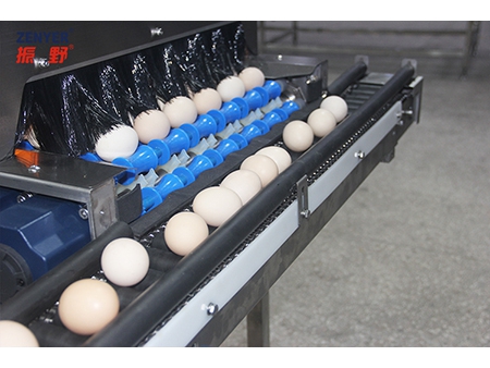 605G Egg Accumulator Table