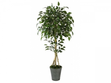 Artificial Ficus Plant