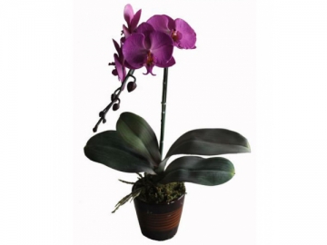 Artificial Butterfly Orchid