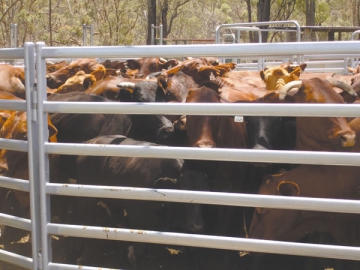 Cattle Panel