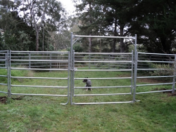 Sheep Panel