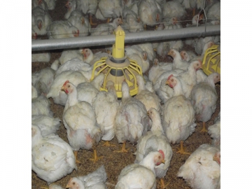 Pan Feeding System <small>(for Broilers)</small>
