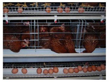 Layer Cage / Battery Cage