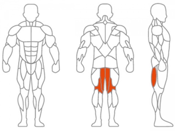 Seated Leg Curl