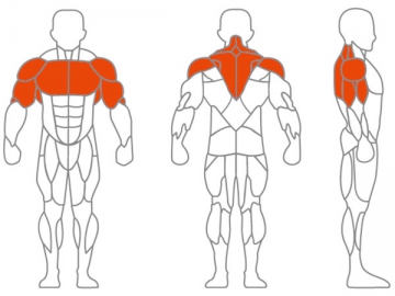 Seated Straight Arm Clip Chest