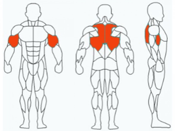 Plate Loaded Row