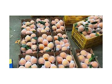 Long Time Fresh Fruit Keeping Cold Storage Warehouse