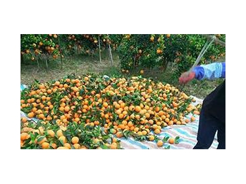 Long Time Fresh Fruit Keeping Cold Storage Warehouse