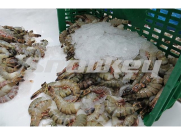 Seafood Processing