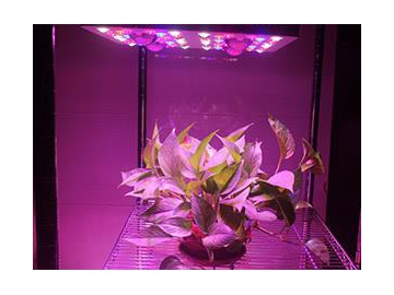 COB LED Plant Grow Light