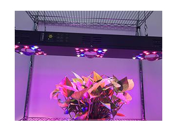 Red Blue LED Lighting Plant Grow Light