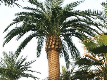 Outdoor Artificial Date Palm Tree