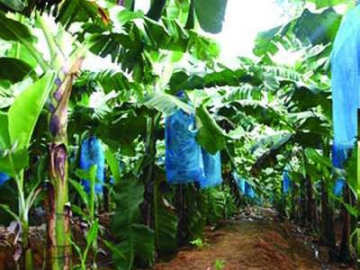 Agricultural Pest Control Plastic Film