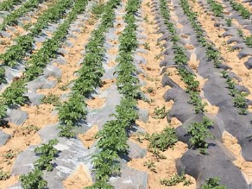 Agricultural Pest Control Plastic Film