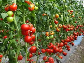 Agricultural Pest Control Plastic Film