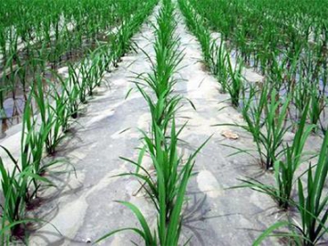 Weed Control Mulching Plastic Film