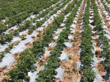 Weed Control Mulching Plastic Film