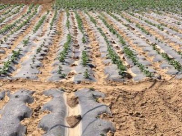 Weed Control Mulching Plastic Film