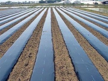 Agricultural Plastic Mulch Film
