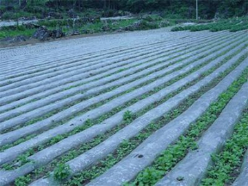 Agricultural Plastic Mulch Film