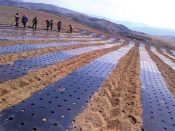 Perforated Agricultural Mulch Film