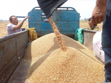 Grain Combine Harvesting Machine