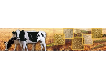 Ruminant Animal Feed Solution