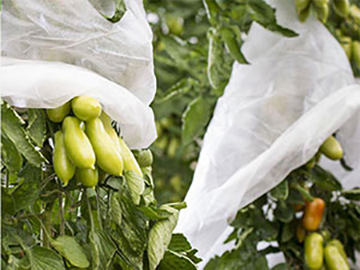 Nonwoven Fruit Cover, Crop Cover