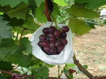 Nonwoven Fruit Cover, Crop Cover