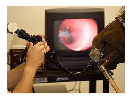 Veterinary Endoscopy