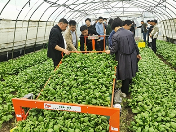4UM-120C Vegetable Harvester