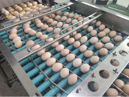 109 Egg Grader (30,000 EGGS/HOUR)