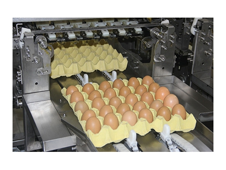 109 Egg Grader (30000 EGGS/HOUR)