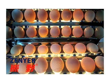 101BS Egg Grader (4,000 EGGS/HOUR)