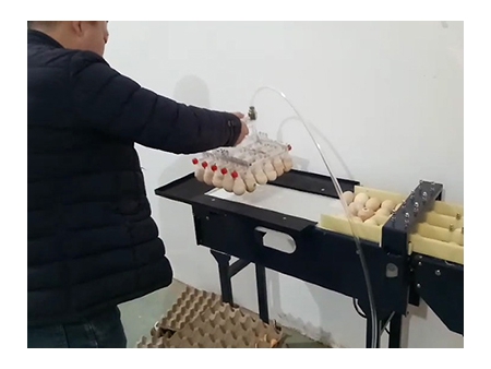 102A Egg Grader (5400 EGGS/HOUR)