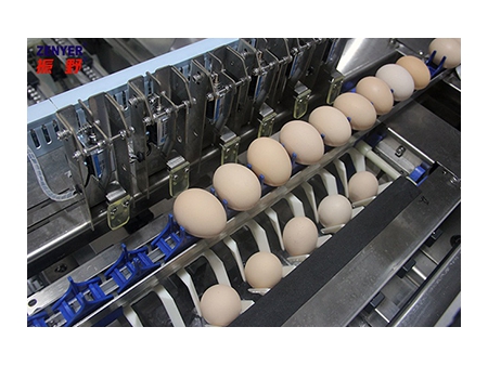 104A Egg Grader (10000 EGGS/HOUR)