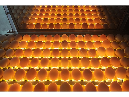 104A Egg Grader (10000 EGGS/HOUR)