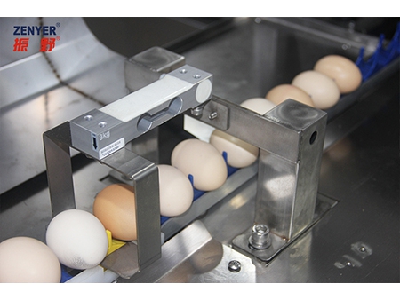 104A Egg Grader (10000 EGGS/HOUR)