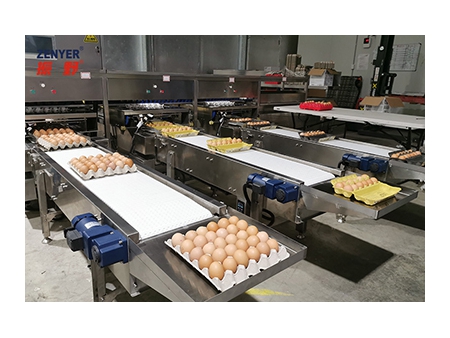 104A Egg Grader (10000 EGGS/HOUR)
