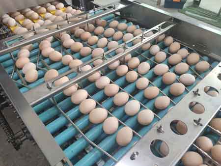 107 Egg Grader (20,000 EGGS/HOUR)