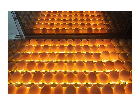 202A Egg Washer (10000 EGGS/HOUR)