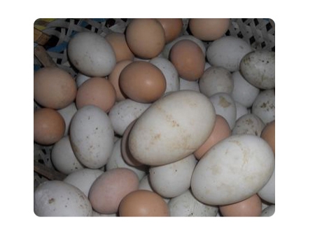 203B  Egg Washer (20000EGGS/HOUR)